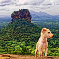 Sigiriya