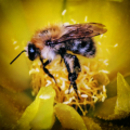 Pszczola